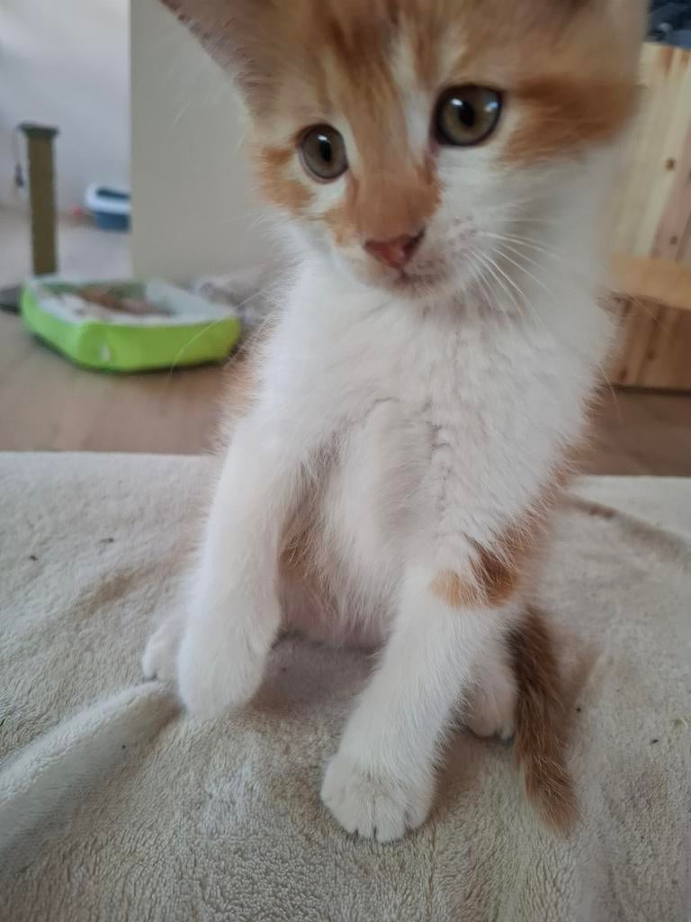 Kittens noorse boskat x, Dieren en Toebehoren, Katten en Kittens | Raskatten | Langhaar, Meerdere dieren