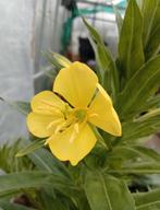 Oenothera glazioviana - Grote Teunisbloem zaden, Ophalen of Verzenden, Voorjaar, Volle zon, Zaad