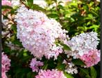 Pluimhortensia; Hydrangea Pan Vanille Fraise, Tuin en Terras, Planten | Tuinplanten, Ophalen, Overige soorten, Halfschaduw