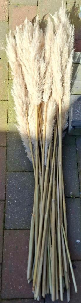 Pampus gras pluimen, Ophalen, Zo goed als nieuw