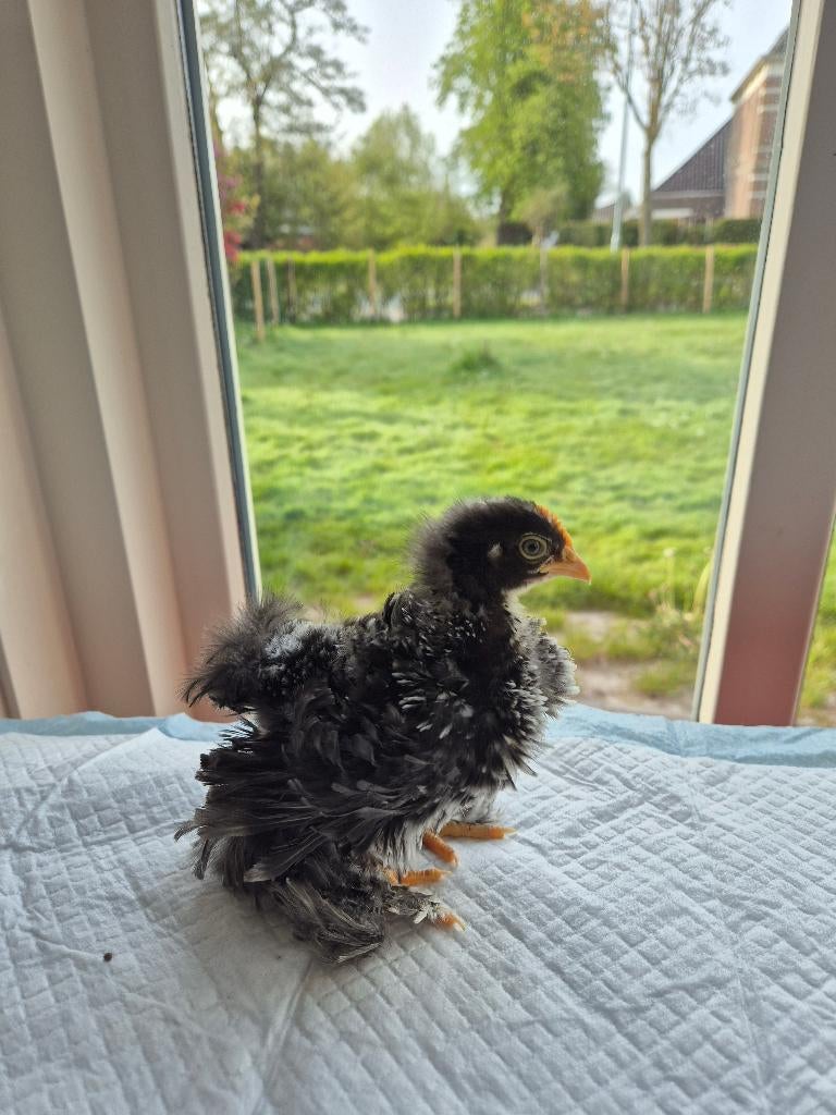 Cochin kriel, Dieren en Toebehoren, Pluimvee, Geslacht onbekend, Kip