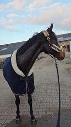 Super brave recreatie / coaching ruin, Dieren en Toebehoren, Paarden, Ruin, 160 tot 165 cm, 11 jaar of ouder, Recreatiepaard
