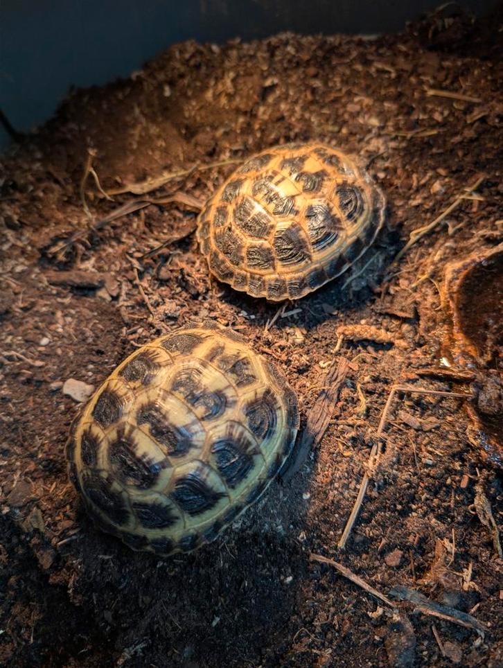 Vierteen landschildpadden