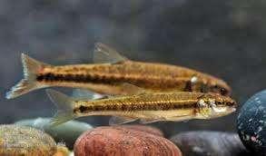 Europese Elrits XL Phoxinus Phoxinus– Koidream Valburg, Dieren en Toebehoren, Vissen | Vijvervissen, Overige soorten