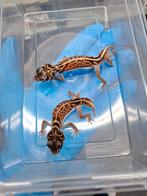 1.1 nephrurus vertebralis onverwant cb25, Hagedis, 0 tot 2 jaar