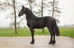 Friese twenter hengst Markus x Wimer, Dieren en Toebehoren, Paarden, Met stamboom, Dressuurpaard, 0 tot 2 jaar, Hengst