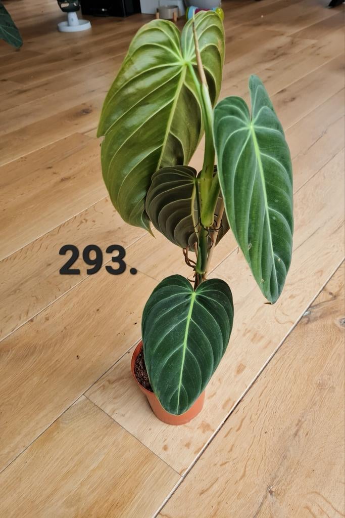 Philodendron melanochrysum, kamerplant, Huis en Inrichting, Kamerplanten, Ophalen of Verzenden, Halfschaduw, Minder dan 100 cm