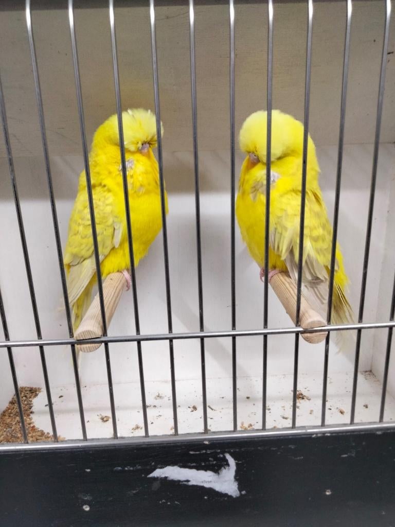 Topkwaliteit Engelse Grasparkieten te koop, Dieren en Toebehoren, Meerdere dieren, Parkiet, Geringd