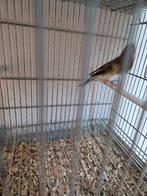 Bastaard putter mannen, Mannelijk, Wildzangvogel