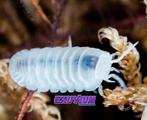 Cubaris murina Glacier isopods / pissebedden, Dieren en Toebehoren, Overige soorten