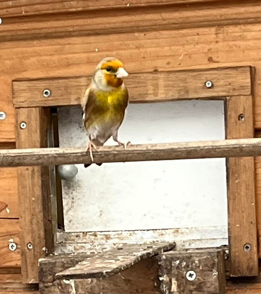 2 bastaard putters x kanarie, Meerdere dieren, Wildzangvogel