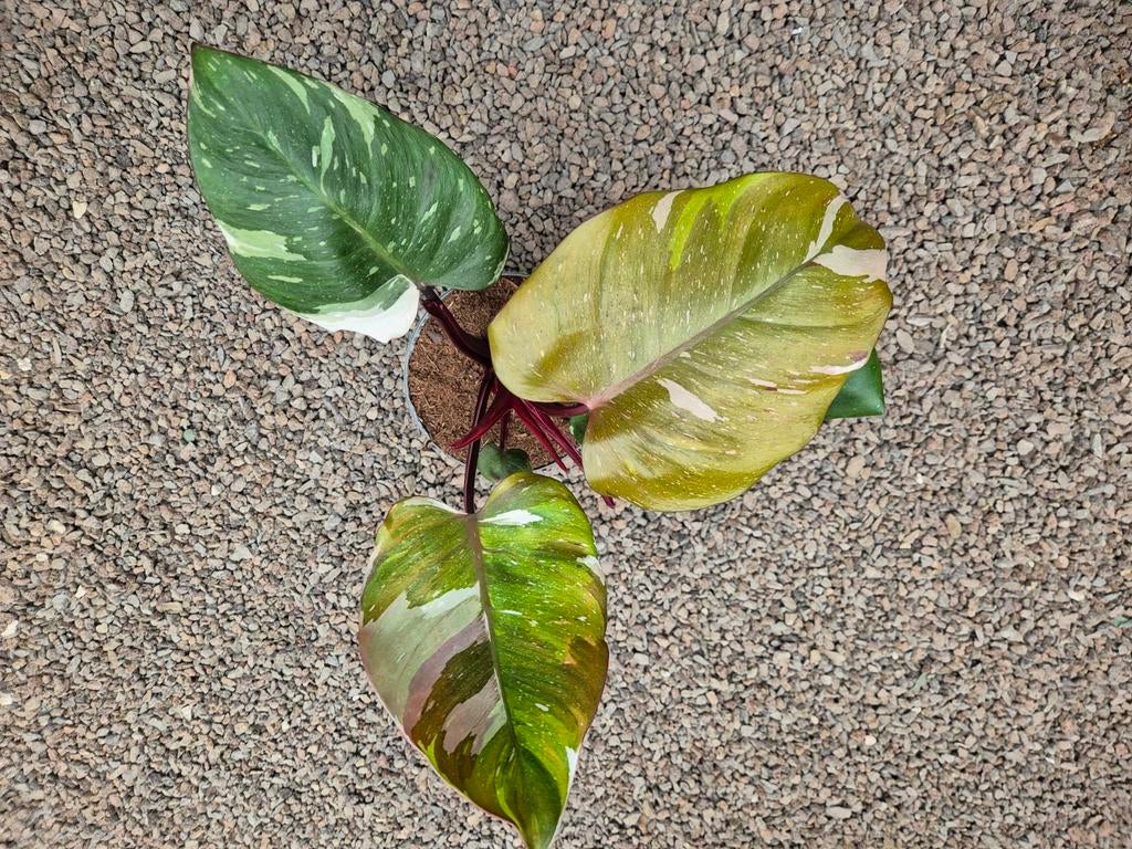 Philodendron Red Anderson p14 (6)
