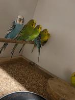 Grasparkieten, Dieren en Toebehoren, Vogels | Parkieten en Papegaaien, Meerdere dieren, Parkiet
