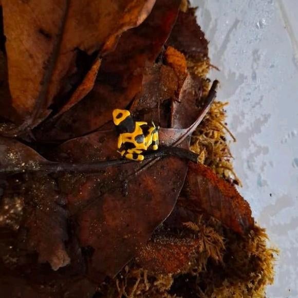 Dendrobates Leucomelas Gifkikkers, Dieren en Toebehoren, Reptielen en Amfibieën, Amfibie, 0 tot 2 jaar