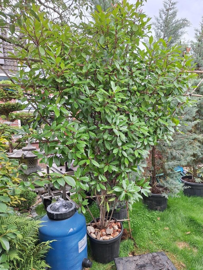 mooie grote Glansmispel (Photinia fraseri 'Red Robin) in pot, Overige soorten, Lente, 100 tot 250 cm, Ophalen