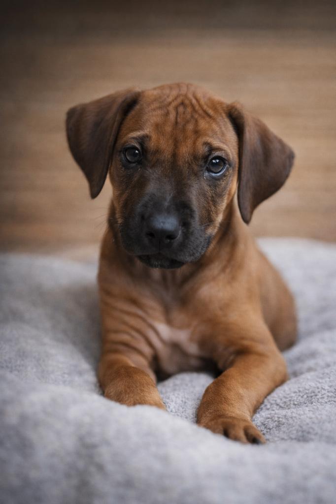 Ik ben de laatste Ridgeback pup maar wel de leukste, Dieren en Toebehoren, Honden | Beagles, Bassets en Lopende honden, Parvo