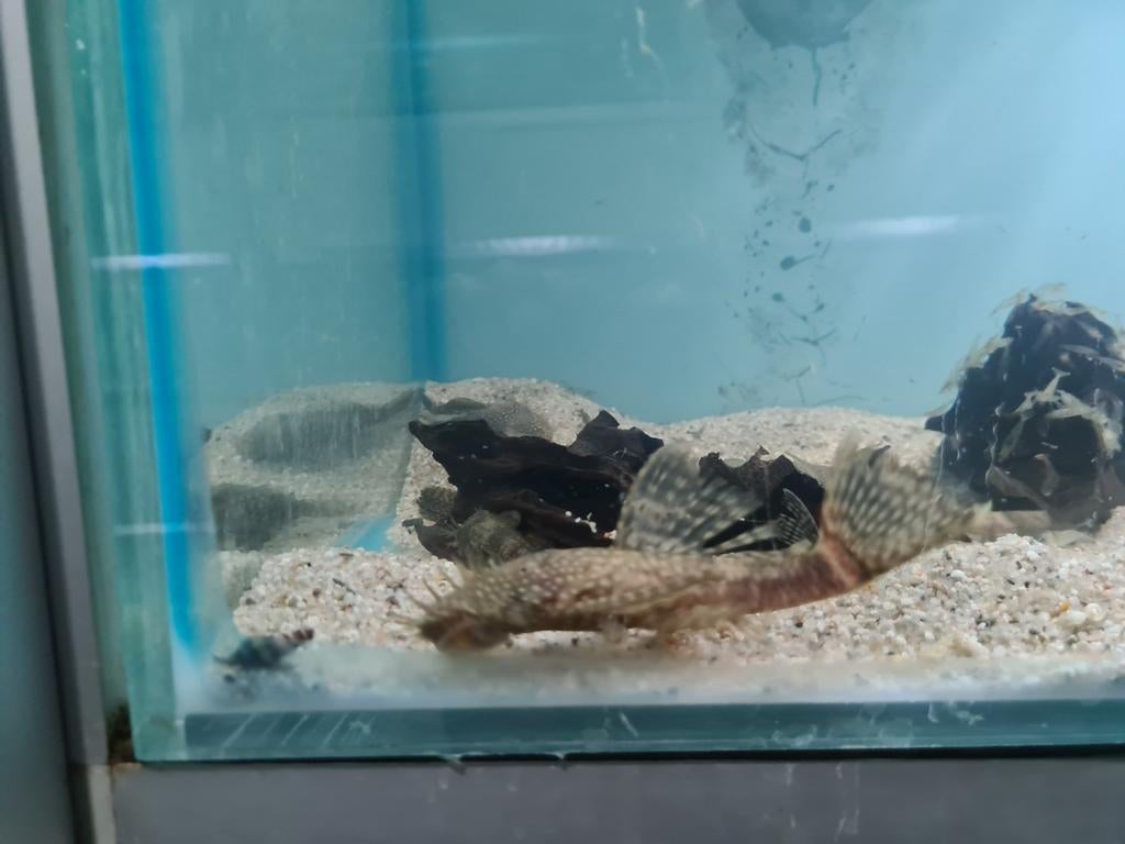 Ancistrus Algeneters, Borstelneus algeneters, Dieren en Toebehoren, Vissen | Aquariumvissen, Zoetwatervis, Vis