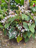 Begonia grandis, Ophalen of Verzenden, Overige soorten, Minder dan 100 cm