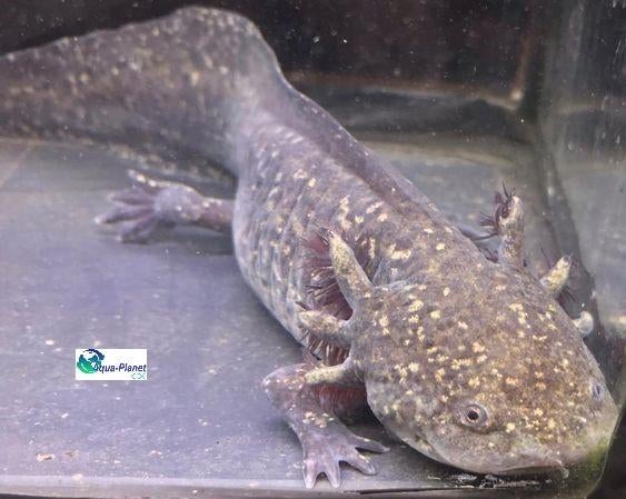 Axolotl - Wildkleur (Sub-Adult), Dieren en Toebehoren, Vissen | Aquariumvissen, Overige typen, Zoetwatervis