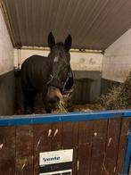 Gave volbloed ruin 5 jaar 1.73, Dieren en Toebehoren, Paarden, B, Ruin, Recreatiepaard, 170 tot 175 cm