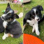 Border Collie -  2 lieve reutjes beschikbaar - Stamboom, Dieren en Toebehoren, Parvo, 8 tot 15 weken, Collie, Meerdere