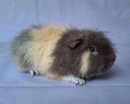 Jong Ch teddy beertje - choco/creme/wit, Cavia, Mannelijk, December, Tam