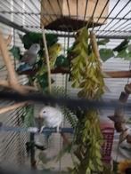 Tekoop 6 jonge grasparkieten leuk om tam te maken, Meerdere dieren, Parkiet, Tam