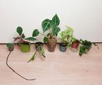 Heel mooi baby plantjes set, hoya, anthurium, syngonium, Overige soorten, In pot, Minder dan 100 cm, Groene kamerplant