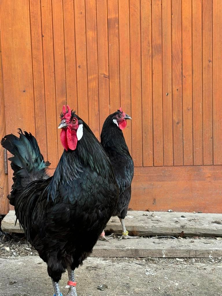 Ik bied broedeieren van La Flèche-hennen aan., Dieren en Toebehoren, Pluimvee, Meerdere dieren, Kip