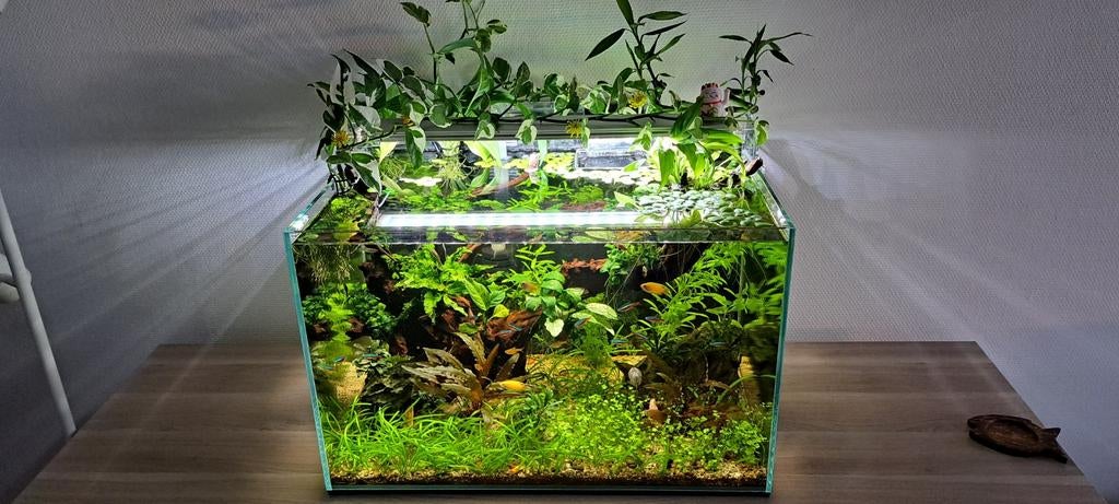 FREE Amazon frogbit floating plant, Dieren en Toebehoren, Vissen | Aquaria en Toebehoren, Ophalen, Nieuw, Plant(en), Steen of Hout