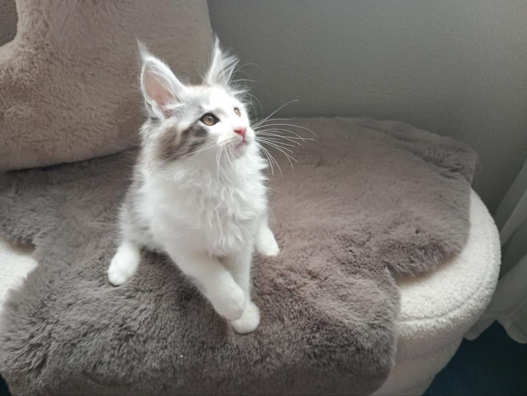 ️ 🩷 3 Prachtige mainecoon  xl kittens  Maine coons💙, Dieren en Toebehoren, Katten en Kittens | Raskatten | Langhaar, Meerdere dieren
