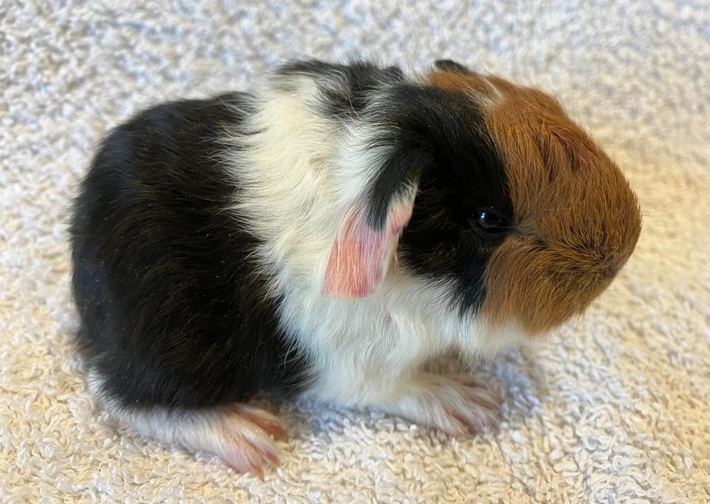 Mooi, jong CH teddy beertje, driekleur, Dieren en Toebehoren, Knaagdieren, Cavia, April, Mannelijk, Tam