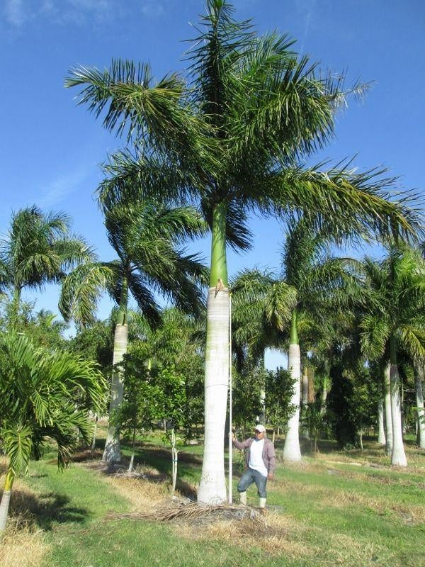 15 x Roystonea regia Florida (Florida Konings palm) zaad, Ophalen, Gehele jaar, Volle zon, Zaad
