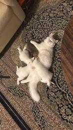 Brietse koorthaar/langhaar, Dieren en Toebehoren, Meerdere dieren