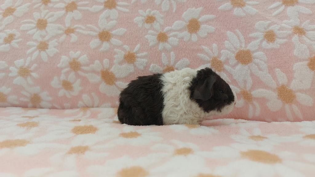 Us teddy beren met stamboom, Dieren en Toebehoren, Knaagdieren, Mannelijk, Tam, Maart, Cavia