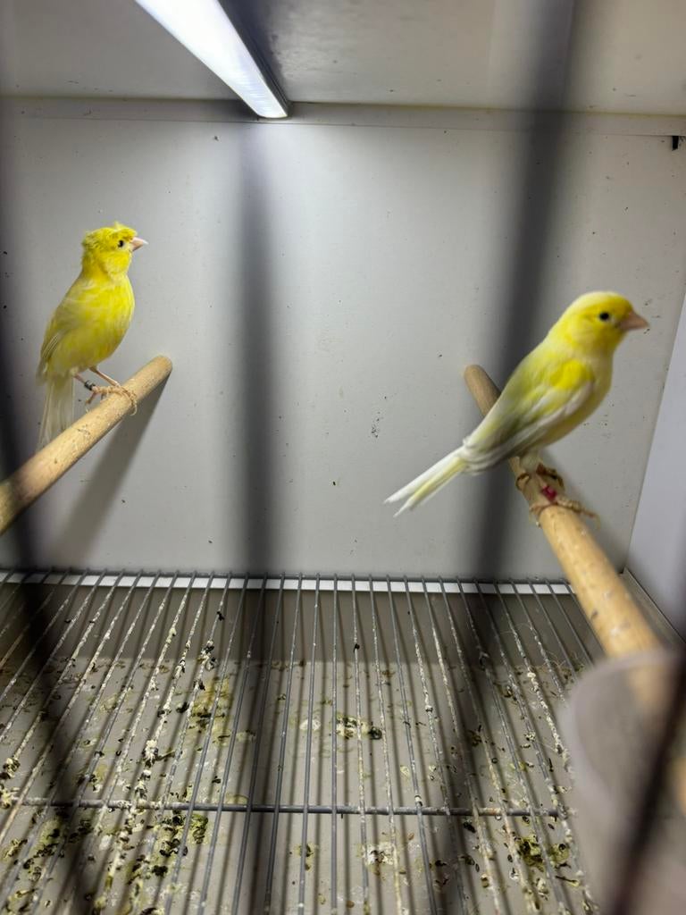 Kanarie Raza koppel, Dieren en Toebehoren, Meerdere dieren, Kleurkanarie