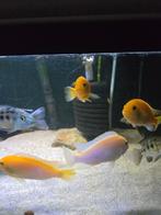 Malawi, Vis, Zoetwatervis