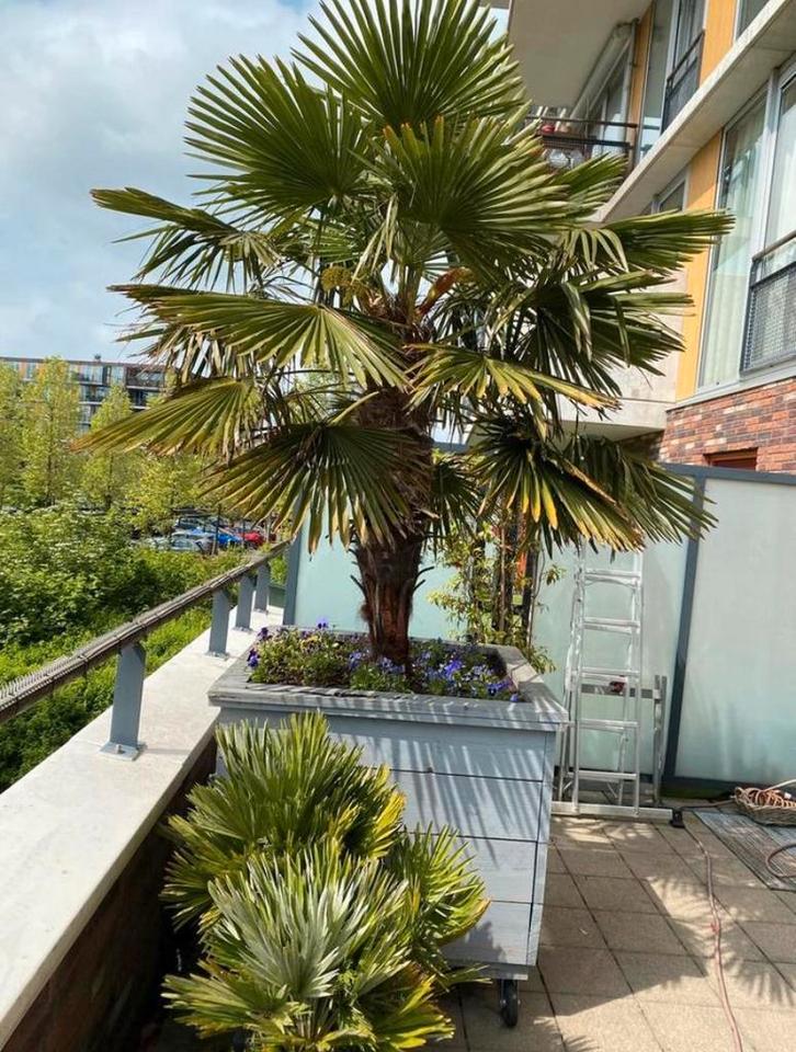 Winterharde palm, Tuin en Terras, Planten | Bomen, Palmboom, 250 tot 400 cm, Volle zon, Zomer, In pot, Ophalen