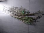 Pauwenveren, Huis en Inrichting, Woonaccessoires | Droogbloemen, Ophalen of Verzenden
