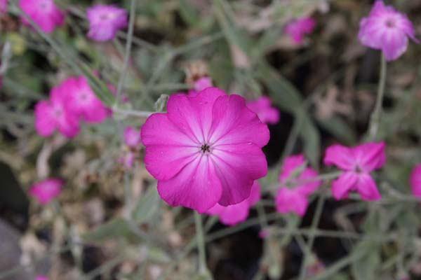 Bio zaden Prikneus - Silene coronaria, Tuin en Terras, Bloembollen en Zaden, Verzenden, Voorjaar, Volle zon, Zaad