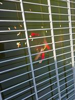 Gratis vijvervissen, Dieren en Toebehoren