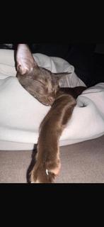 Oosterse korthaar mix, Dieren en Toebehoren, Katten en Kittens | Raskatten | Korthaar, Poes