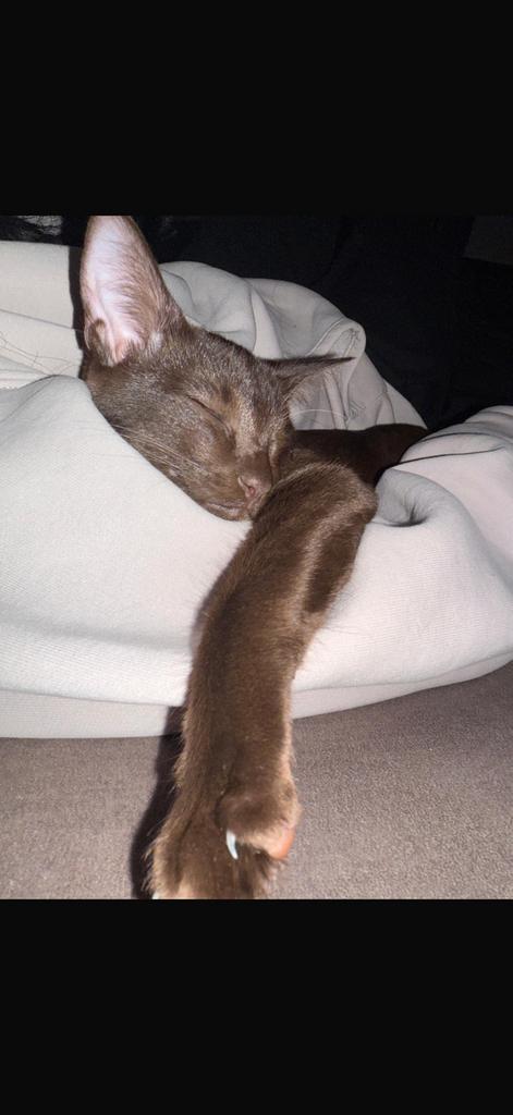 Oosterse korthaar mix, Dieren en Toebehoren, Katten en Kittens | Raskatten | Korthaar, Poes