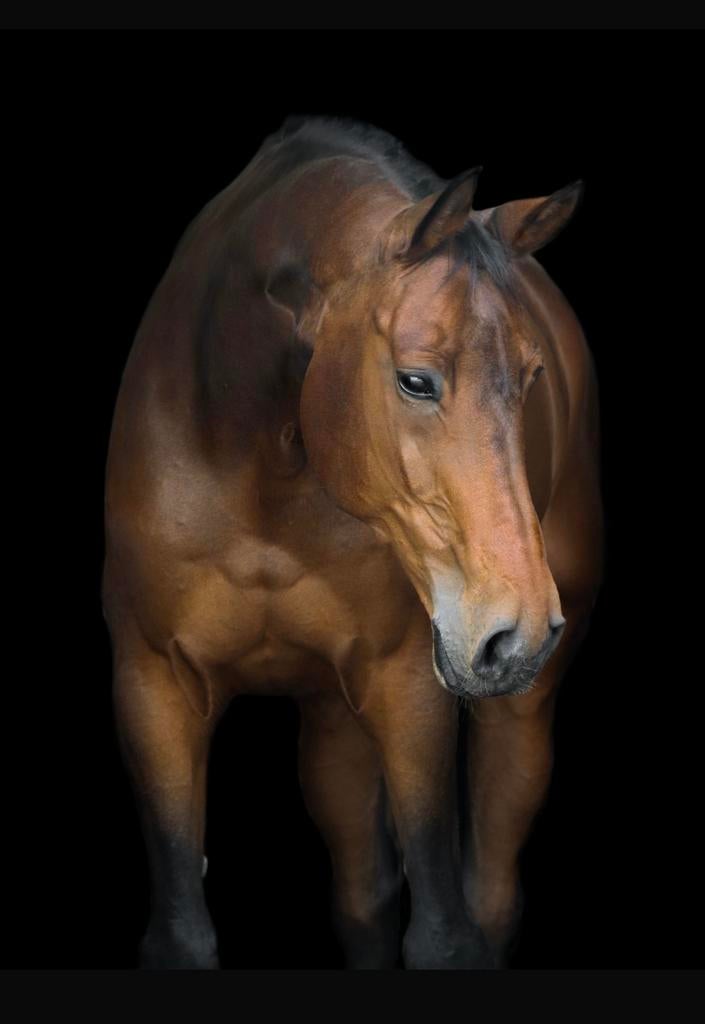 Verzorger / verzorgster gezocht voor Dess!