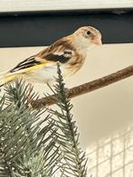 Putter bastaarden 2026, Dieren en Toebehoren, Vogels | Overige Vogels, Mannelijk, Wildzangvogel, Geringd