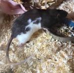 Dames ratje, Dieren en Toebehoren, Rat, Vrouwelijk, Tam, September