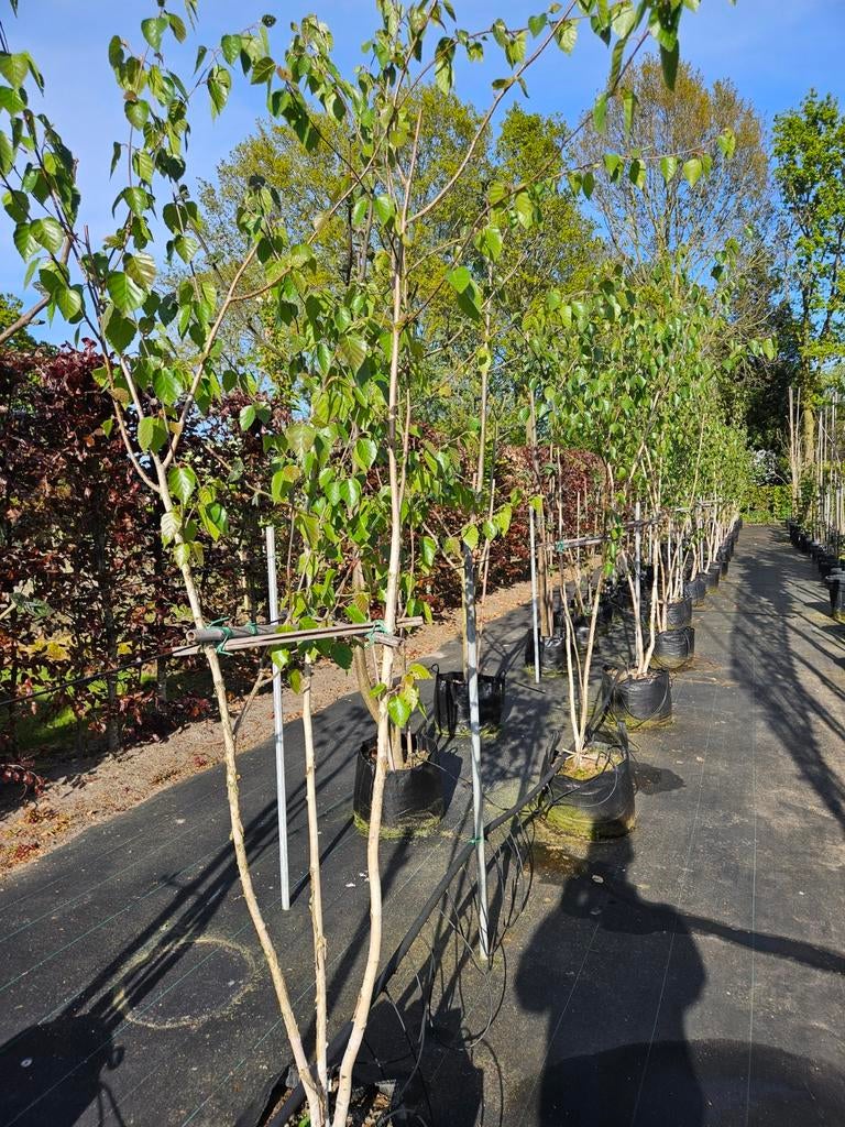 Meerstammige betula utilis 'Doorenbos' te koop!, Bloeit niet, Halfschaduw, Overige soorten, 250 tot 400 cm