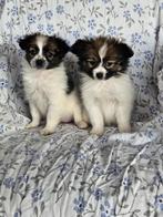 vlinderhondje/ papillon pups, Dieren en Toebehoren, Honden | Chihuahua's en Gezelschapshonden, Parvo, Overige rassen, 8 tot 15 weken
