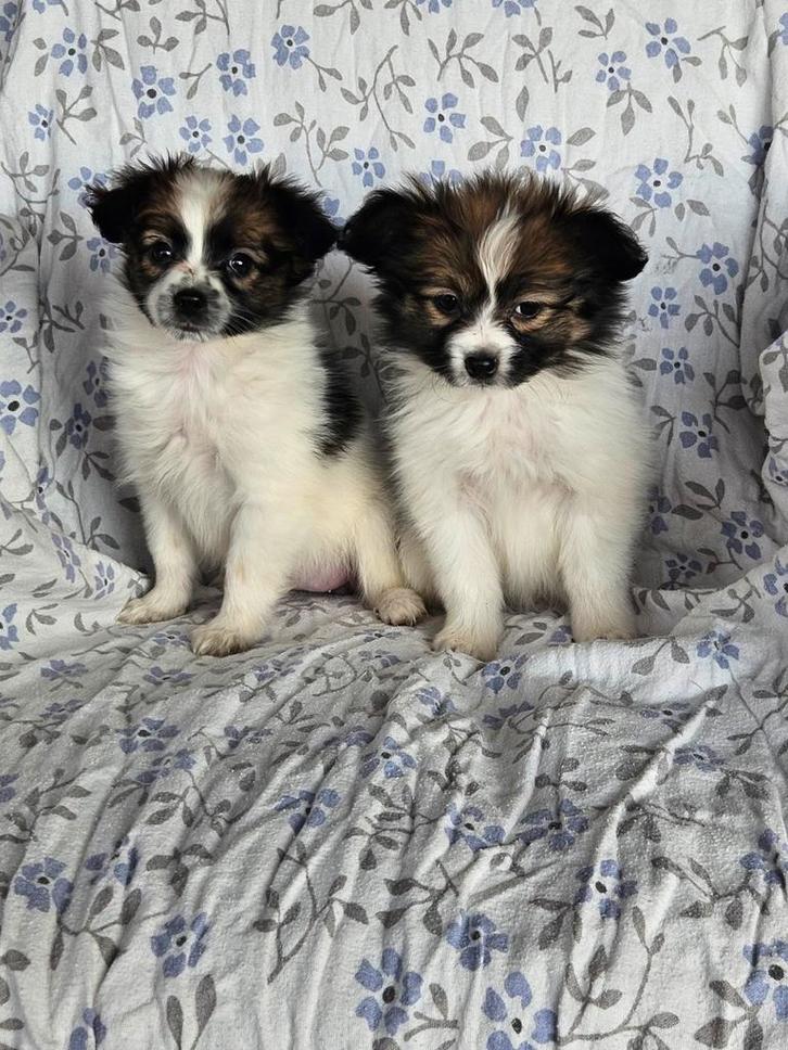 vlinderhondje/ papillon pups, Dieren en Toebehoren, Honden | Chihuahua's en Gezelschapshonden, Meerdere dieren, Overige rassen