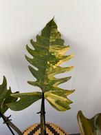 Philodendron Caramel Marble - Mooie grote plant!, Huis en Inrichting, Kamerplanten, Overige soorten, In pot, Minder dan 100 cm